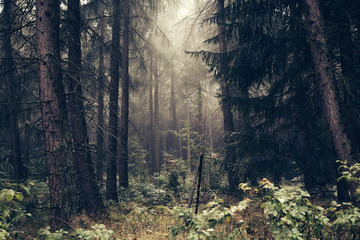 Wald und Regen