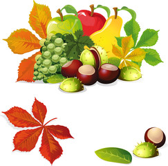 autumn fruit and leaves - vector illustration