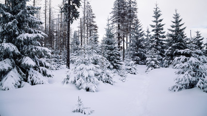 Winterwald im Harz