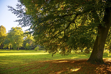 large beech in the park in golden autumn light