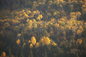 Fototapeta na wymiar Aspens in Fall color and pines emerging from shadows on during s