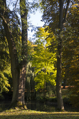 big old trees at a pond in the autumn park