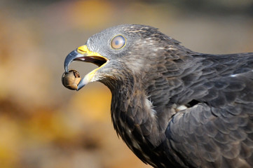 Autumn portrait of Honey Buzzard with acorn