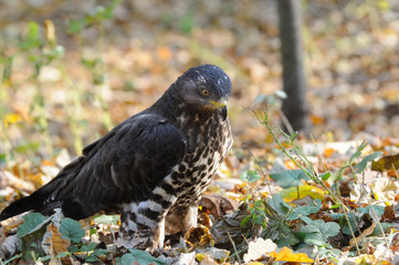 Honey Buzzard among autumn yellow leaves