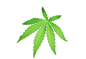 cannabis leaf
