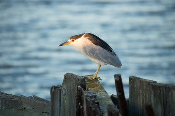 Black-crowned Night Heron (Nycticorax nycticorax) foraging. Alviso Marina County Park, Santa Clara County, California, USA.