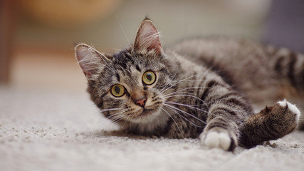 Portrait of a striped cat with yellow eyes