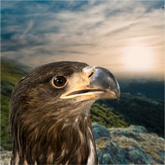 Hawk.