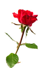 red rose isolated