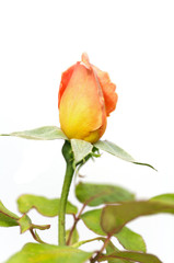 yellow rose isolated