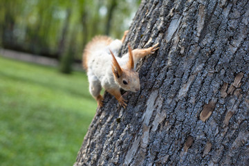 Spring squirrel