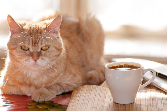 Red Cat Lies On The Table Next To The Cup Of Coffee,pen And News