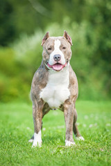 American staffordshire terrier dog