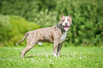 American staffordshire terrier dog standing on the lawn with flowers