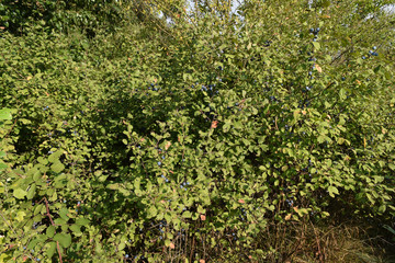Fototapeta premium Berries of wild plum - a sloe