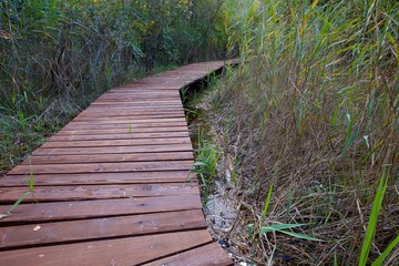 Naklejka premium Passerella in legno in palude/parco