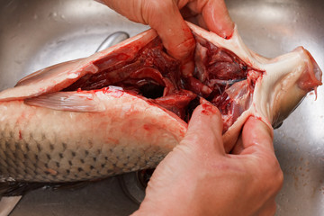 Gutting of freshly caught fish carp, cleaning the inside
