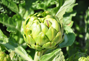 Fototapeta premium Artischocke