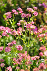 Sterndolde (Astrantia major)