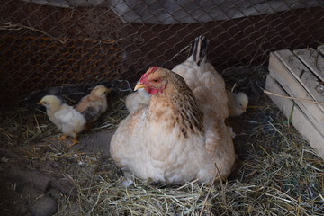Chicken mother with chickens