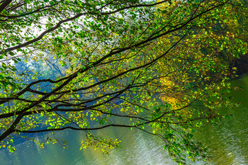 Panele Szklane  Gałęzie drzewa wiszące nad wodą