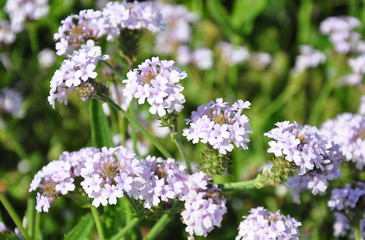 Steifes Eisenkraut (Verbena rigida)