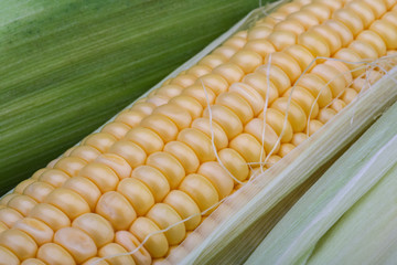 Sweet corn