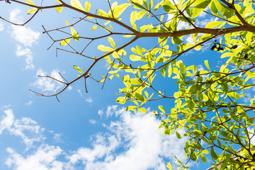 Green leaves against blue sky