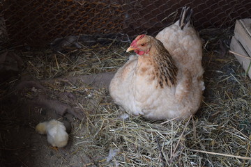 Chicken mother with chickens