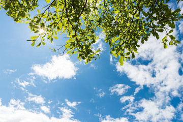 Green leaves against blue sky