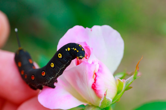 Black caterpillar&nbsp;with red spots in Japan