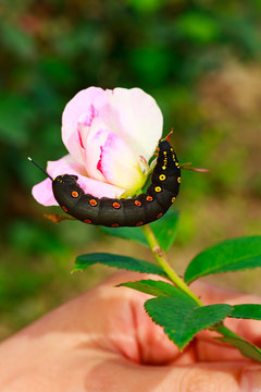 Black caterpillar&nbsp;with red spots in Japan