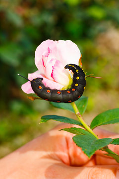 Black caterpillar&nbsp;with red spots in Japan