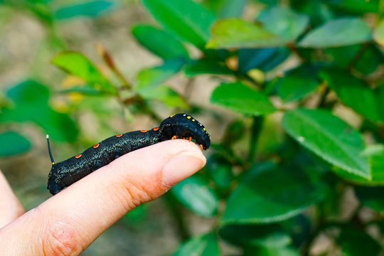 Black caterpillar&nbsp;with red spots in Japan
