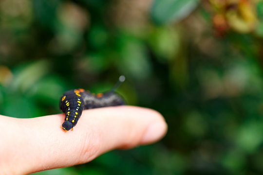 Black caterpillar&nbsp;with red spots in Japan
