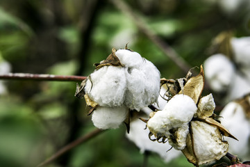 Fototapeta na wymiar Cotton bolls on plant