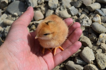 Chicken in a palm
