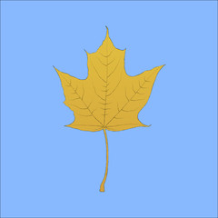 Detailed hand drawn maple leaf