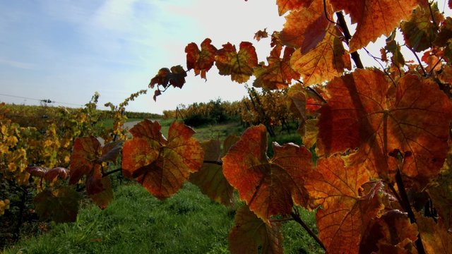 Colorful grape leaves on the sun, season concept, Alsace, France