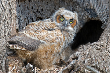 Great Horned Owlet