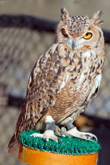 Captive Pharaoh Eagle Owl