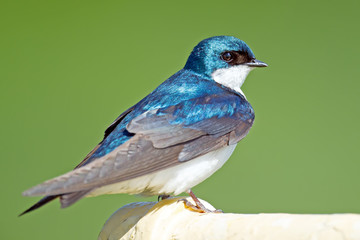 Male Tree Swallow