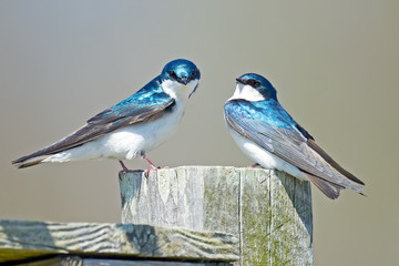 Pair of Male Tree Swallows on top of nest box
