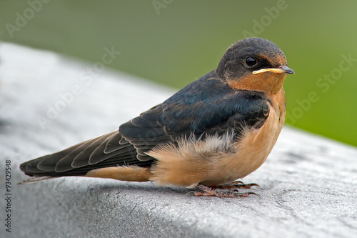 Male Barn Swallow 5