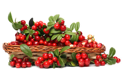 Cranberries. Berries in wicker basket isolated on white