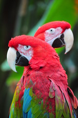 Two colorful macaw parrots