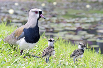 Southern lapwing with cub