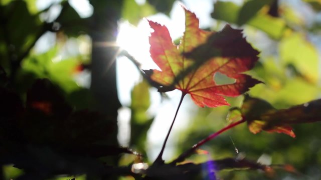 Backlight with red leave in Autumn