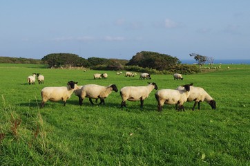 Fototapeta na wymiar 牧草地と羊