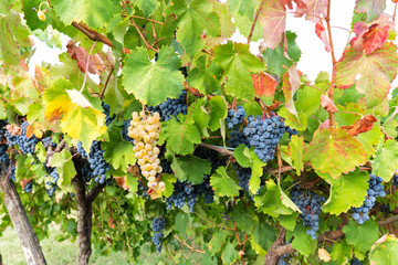 white grapes and black grapes